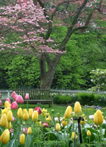 Cottage Garden